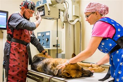 veterinarians|veterinarians in my area.